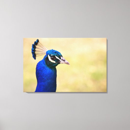 Close-up van een pauw 3 canvas afdruk (Voorkant)