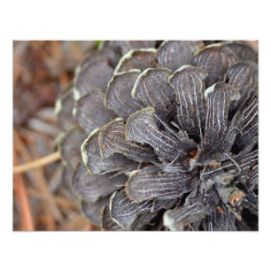 Close-up van een pinecone met dennennaalden foto afdruk