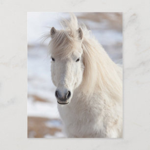 Close-up van een witte IJslandse paard Briefkaart