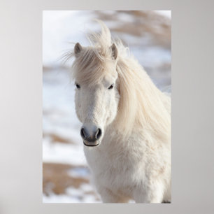 Close-up van een witte IJslandse paard Poster