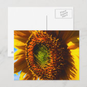 Close-up van een zonnebloem briefkaart (Voorkant / Achterkant)