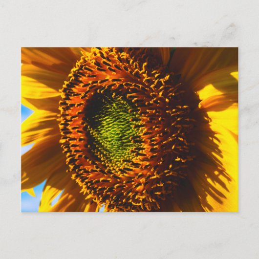 Close-up van een zonnebloem briefkaart (Voorkant)