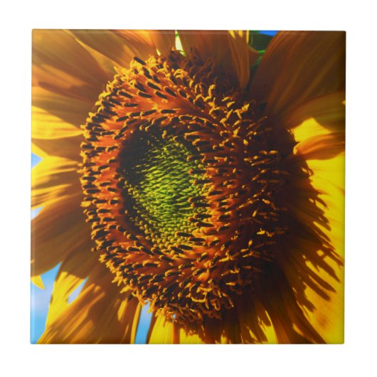 Close-up van een zonnebloem tegeltje (Voorkant)