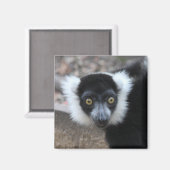 Close-up van een zwart-wit Ruffed Lemur Magneet (Voorkant / Achterkant)