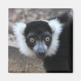Close-up van een zwart-wit Ruffed Lemur Magneet