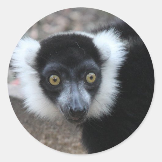 Close-up van een zwart-wit Ruffed Lemur Ronde Sticker (Voorkant)