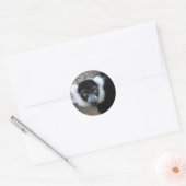 Close-up van een zwart-wit Ruffed Lemur Ronde Sticker (Envelop)