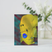 Close-up van engelvis briefkaart (Staand voorkant)