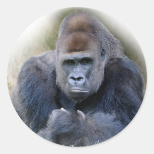 Close-up van gorilla liggend op gras ronde sticker