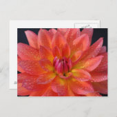 Close-up van het centrum van oranje dahlia, Dahlia Briefkaart (Voorkant / Achterkant)