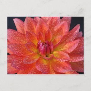 Close-up van het centrum van oranje dahlia, Dahlia Briefkaart