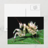Close-up van Hottentot bidsprinkhaan Briefkaart (Voorkant / Achterkant)