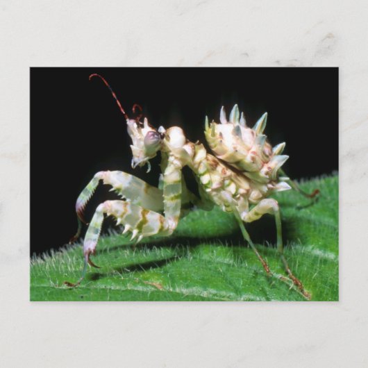 Close-up van Hottentot bidsprinkhaan Briefkaart (Voorkant)