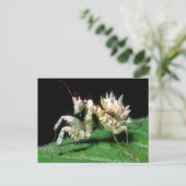 Close-up van Hottentot bidsprinkhaan Briefkaart (Staand voorkant)