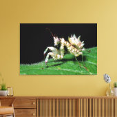 Close-up van Hottentot bidsprinkhaan Canvas Afdruk (Insitu (Woonkamer))
