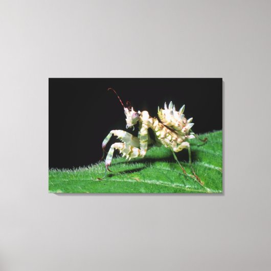 Close-up van Hottentot bidsprinkhaan Canvas Afdruk (Voorkant)