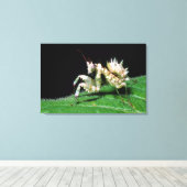 Close-up van Hottentot bidsprinkhaan Canvas Afdruk (Insitu (Houten vloer))