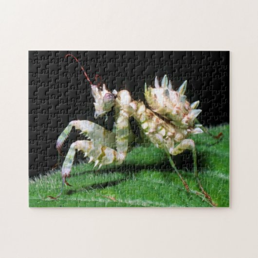 Close-up van Hottentot bidsprinkhaan Legpuzzel (Horizontaal)