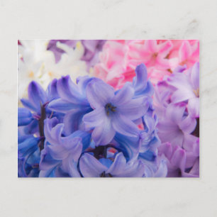 Close-up van Hyacint plant Briefkaart