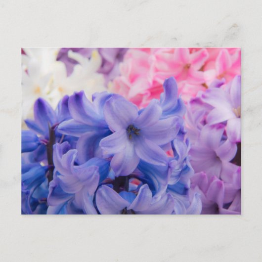 Close-up van Hyacint plant Briefkaart (Voorkant)