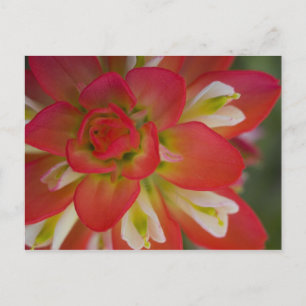 Close-up van Indian Paint Brush bij Gay Hill, Briefkaart