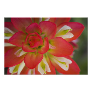 Close-up van Indian Paint Brush bij Gay Hill, Foto Afdruk