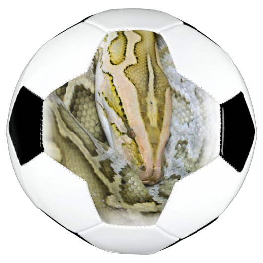 Close-up van Indiase python Voetbal (Gedraaid)