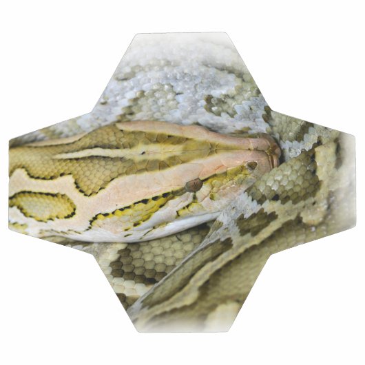 Close-up van Indiase python Voetbal (Enkel)