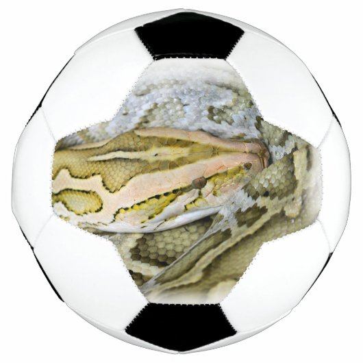 Close-up van Indiase python Voetbal (Voorkant)