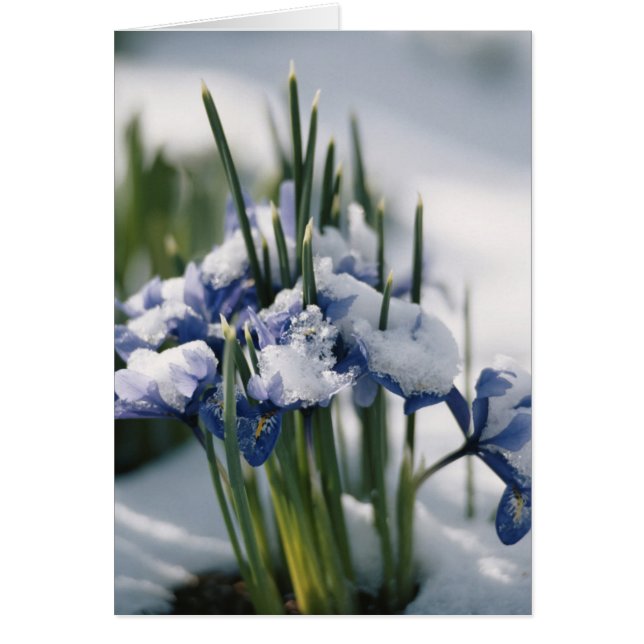 Close-up van Iris (Voorkant)