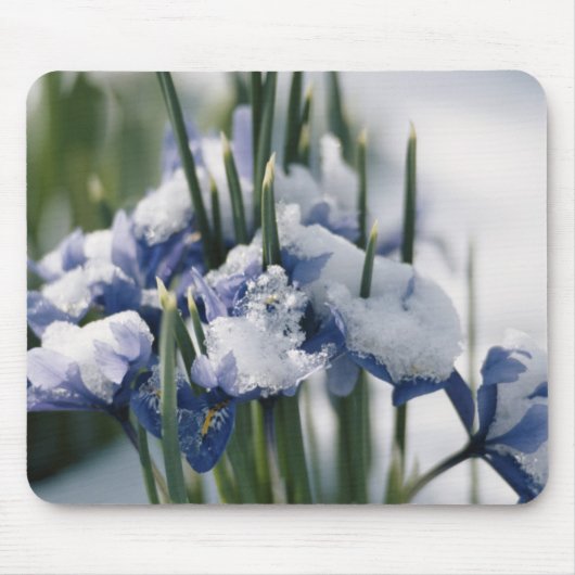 Close-up van Iris Muismat (Voorkant)