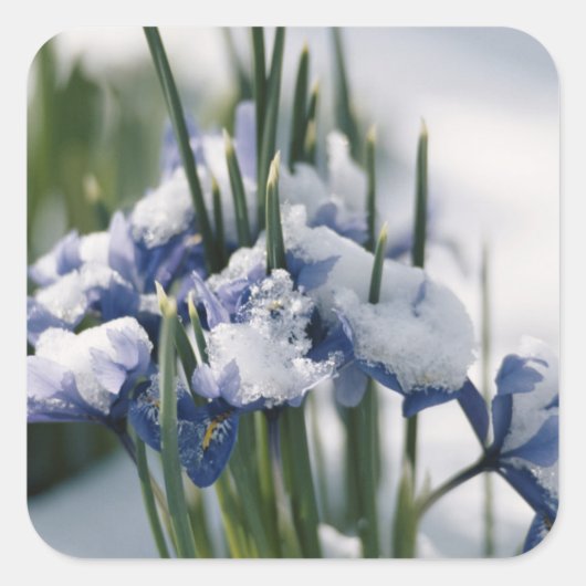 Close-up van Iris Vierkante Sticker (Voorkant)