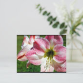 Close-up van Jersey lelie Briefkaart (Staand voorkant)