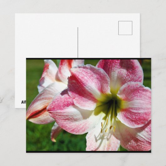 Close-up van Jersey lelie Briefkaart (Voorkant / Achterkant)