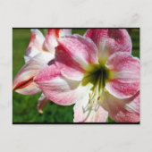 Close-up van Jersey lelie Briefkaart (Voorkant)