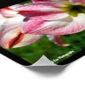 Close-up van Jersey lelie Poster (Hoek)