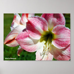 Close-up van Jersey lelie Poster