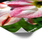 Close-up van Jersey lelie Poster (Hoek)