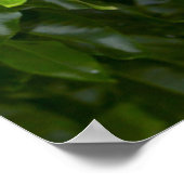 Close-up van Kaapse kastanje Poster (Hoek)