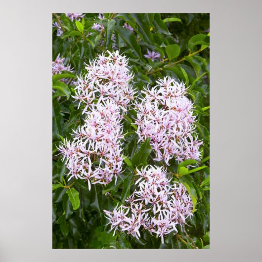 Close-up van Kaapse kastanje Poster (Voorkant)