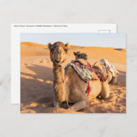 Close-up van kameel in de Omaan woestijn