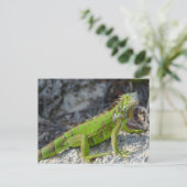 Close-up van leguaan in Key West Florida Briefkaart (Staand voorkant)