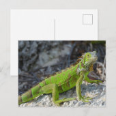 Close-up van leguaan in Key West Florida Briefkaart (Voorkant / Achterkant)