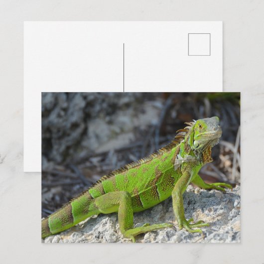 Close-up van leguaan in Key West Florida Briefkaart (Voorkant / Achterkant)