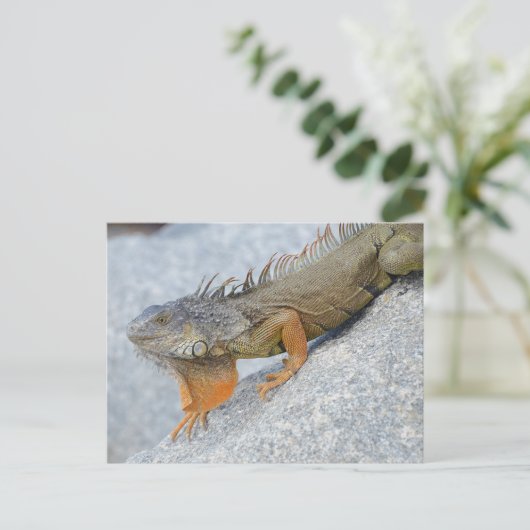 Close-up van leguaan in Key West Florida Briefkaart (Staand voorkant)