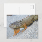 Close-up van leguaan in Key West Florida Briefkaart (Voorkant / Achterkant)
