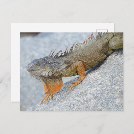 Close-up van leguaan in Key West Florida Briefkaart (Voorkant / Achterkant)