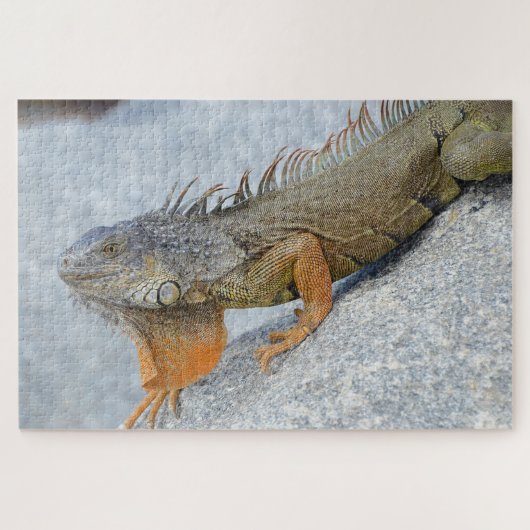 Close-up van leguaan in Key West Florida Legpuzzel (Horizontaal)