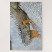 Close-up van leguaan in Key West Florida Legpuzzel (Verticaal)