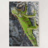 Close-up van leguaan in Key West Florida Legpuzzel (Verticaal)
